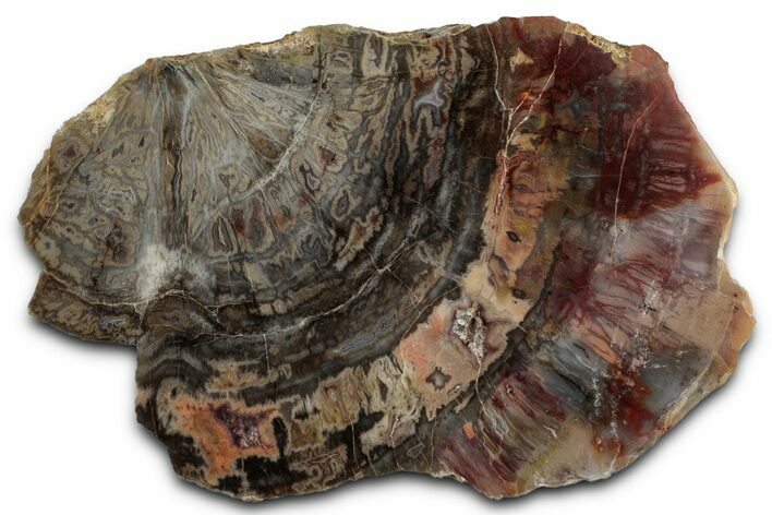 Polished Petrified Wood (Araucarioxylon) - Arizona #352492